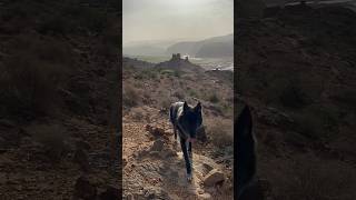 Wolfdogadventure  Morocco  Néo in Atlas Mountains #wolfdogadventure #shorts #morocco #marokko #dog