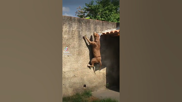 Pulando o muro😎#pitbull #cachorro #hulk  Camaleão no muro.