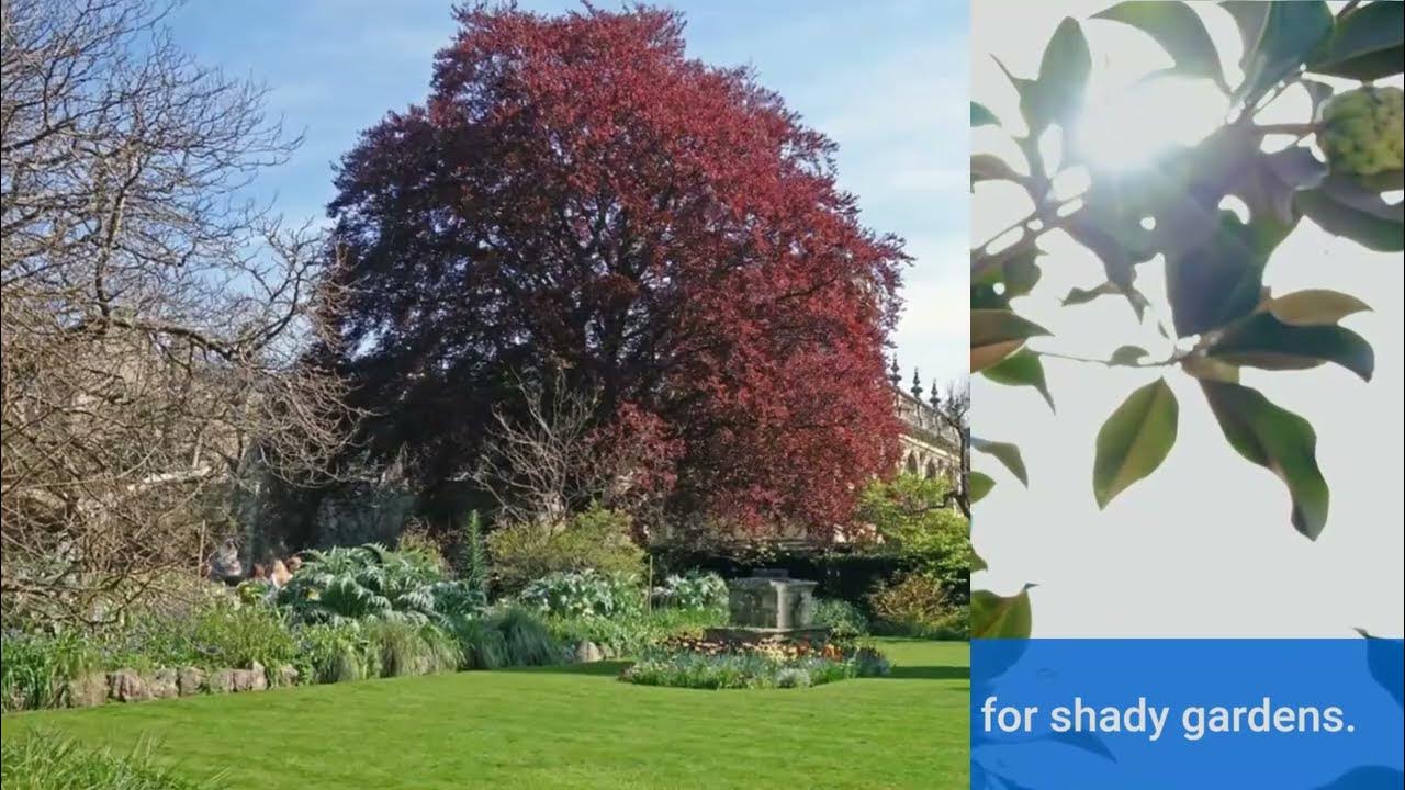 Difference between bushes and shrubs YouTube