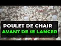 POULET DE CHAIR: Ce qu'il faut savoir avant de se lancer dans cet élevage [Budget et Rentabilité]