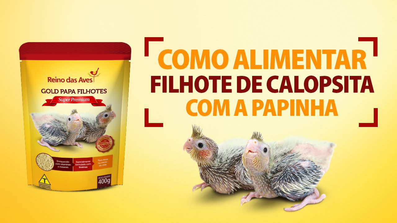 O Que Dar Para Calopsita Filhote Comer