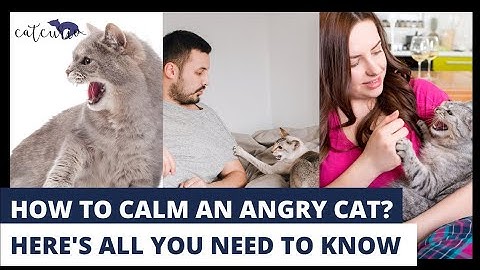 How to Calm an Angry Cat | Reasons for Anger | Dealing with Aggression | Tips to Soothe Your Cat