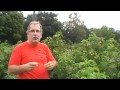 Organic Gardening - Pruning Raspberry Bushes - YouTube