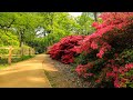 LONDON Walk TOUR - Blooming ISABELLA PLANTATION in Richmond Park - ENGLAND