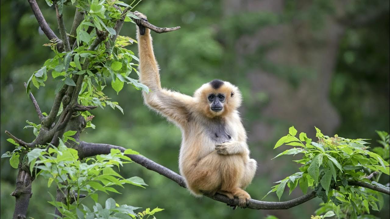 The sound of a gibbon YouTube