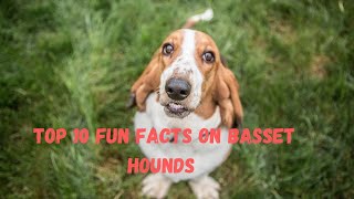 Top 10 Fun Facts On Basset Hounds