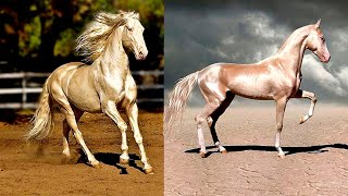 أجمل سلالات الخيول في العالم