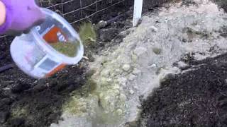*PLANT YOUR PEPPERS IN RAISED BEDS NOW!*
Novalee rips up the old crops , gone to seed, to start something new ....an all time favorite summer crop: sweet peppers!!!! *PLANT YOUR PEPPERS IN RAISED BEDS NOW!*