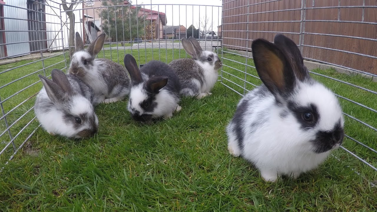 Najpiękniejszy miot jaki miałem dotychczas w swojej Hodowli Królików