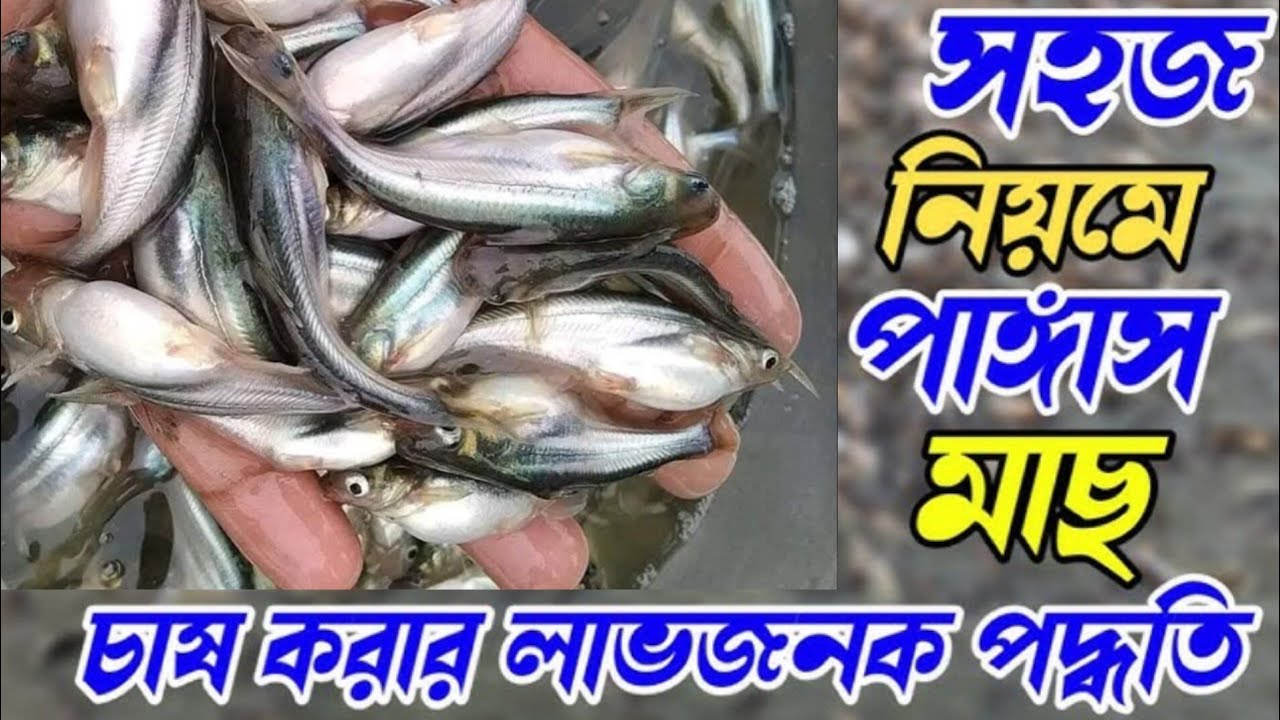 থাই পাঙ্গাশ মাছ চাষ করুন এবং কিনুন ✆ মোবাইল 01301271636 WhatsApp 