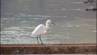 Aditya Bytha Live Stream