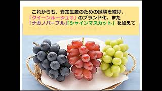 果樹試験場の研究紹介ビデオ