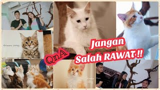 Cara Merawat Kucing Mainecoon ft Taromaru Cattery | Urgent wajib tau !