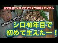 2020年七月長野県早松1kg選別動画(40年来のシロで初めて採れた)