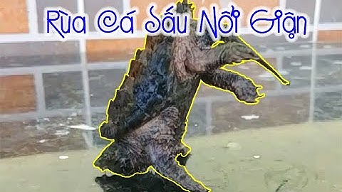 Chọc Rùa Alligator Nổi Giận - Angry Alligator Snapping Turtle / Vũ Lê Channel