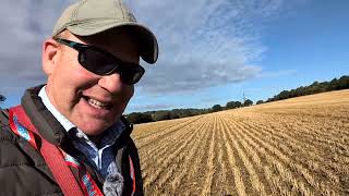 Oilseed rape establishment