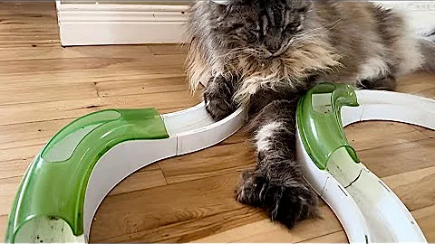 Video 6205791: fluffy polydactyl mainecoon cat, big fluffy mainecoon cat, cute fluffy mainecoon cat, catio