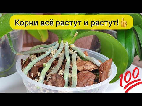 Orchid ROOTS GROW by leaps and bounds |/ After such watering, huge orchid roots grow