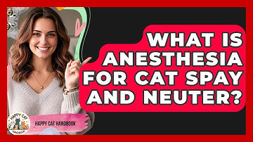 What Is Anesthesia For Cat Spay And Neuter? - Happy Cat Handbook