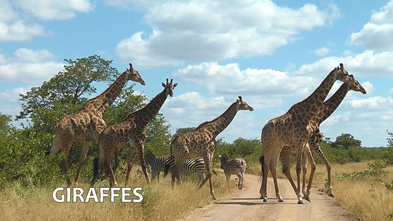SOUTH AFRICA giraffes: 6 minutes of our favorite video footage (1