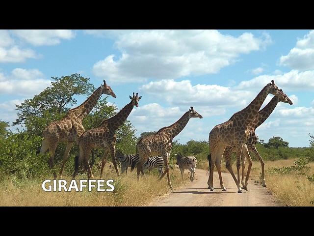SOUTH AFRICA giraffes: 6 minutes of our favorite video footage (1