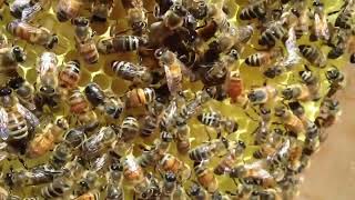 Bees 10 hours, bees buzzing, bee noises, bee sound, beehive sound, beehive noise, bee white noise