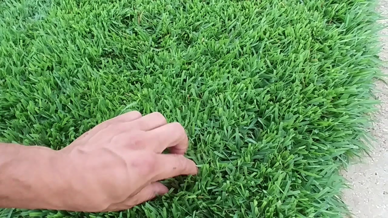 El Toro Zoysia  Palmers Turf Farm