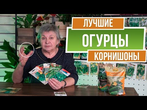 Лучшие огурцы корнишоны  ✔️ Сорта огурцов пикулей