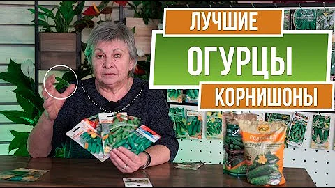 Лучшие огурцы корнишоны  ✔️ Сорта огурцов пикулей
