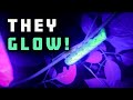 Hunting Hornworms At Night With An Ultraviolet Light