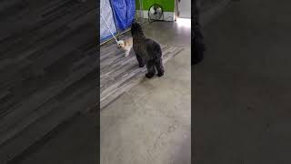 Dogs at Play:#puppyvideos #puppy by Unleashed DDC MT 66 views 3 weeks ago 1 minute, 19 seconds