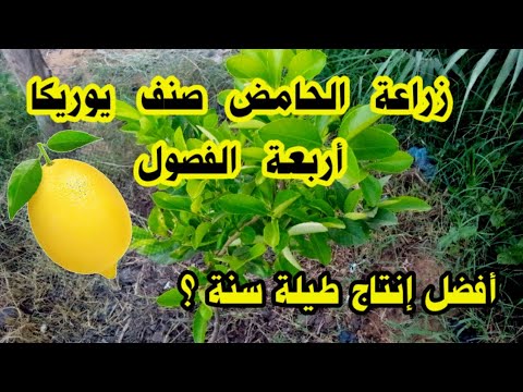 زراعة الحامض صنف يوريكا أربعة الفصول من أفضل أنواع الحمضيات إنتاج