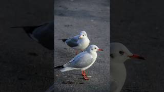 This Bird Uses Cars as Nutcrackers #Gull #Seagulls #BirdFacts #WeirdAnimals #BirdLovers #Shorts