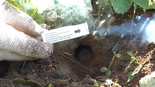 Проверяем средство от кротов Дымовые шашки We check the remedy for moles Smoke bombs