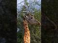 KENYA Worth A Visit I Like The Last ReasonЁЯШВ Shorts Travel Safari Animals Kenya Africa KENYA Worth A Visit I Like The Last ReasonЁЯШВ Shorts Travel Safari Animals Kenya Africa