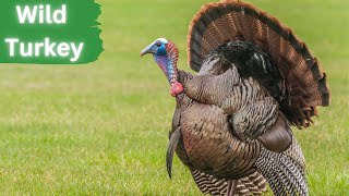 Wild Turkey | Discover Their Life and Rituals by Lord of Animals 375 views 7 months ago 2 minutes, 43 seconds