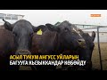 Асыл тукум ангусс уйларын багууга кызыккандар көбөйдү