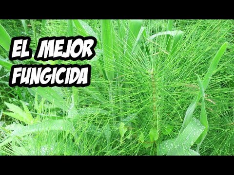 Como Hacer el Mejor Fungicida Casero (Remedios Orgánicos) | La Huerta de Ivan