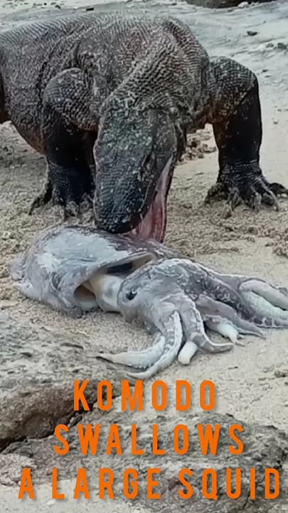 short | Part 3 | What do Komodo dragons do?‼️ - YouTube