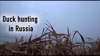 Duck hunting in Russia. Заключительная охота на утку в уходящем году.