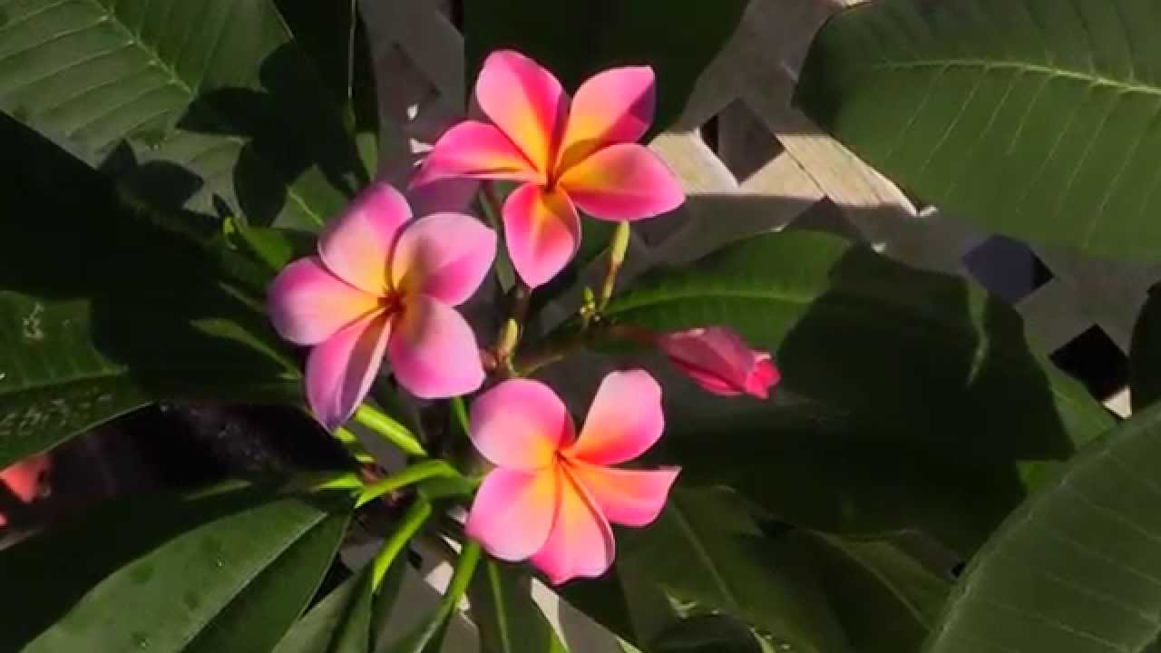 Sun Harbor Nursery Plumeria 101 Paradise Garden Tour YouTube