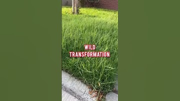 HOW TO EDGE FRONT DRIVEWAY | Wild #WeedEater Transformation #imwgc