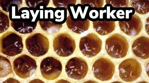 Laying Workers- What they are and How to Fix it | Beekeeping Pests and Problems