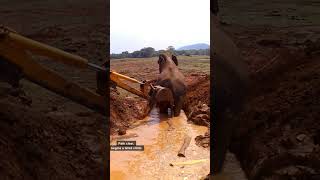 Elephant Defies Rescue to Revel in Mud Play – What Happens Next?