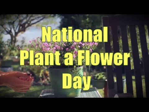 Video: Hvornår Og Hvor Er Den Nationale Plantedag