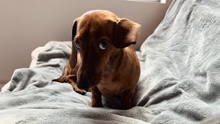 Mini dachshund has bedhead! by Mac DeMini Dachshund 203,789 views 1 month ago 1 minute, 31 seconds