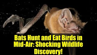 Bats Hunt and Eat Birds in Mid-Air: Shocking Wildlife Discovery!