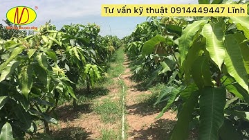 Xoài cát hoài lộc ra hoa không cần xử lý