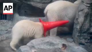 Polar bear cub in Japan goes viral for his love of traffic cones