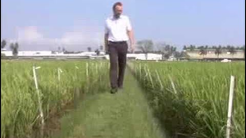 IRRI: Sustaining productivity in intensive rice-based systems